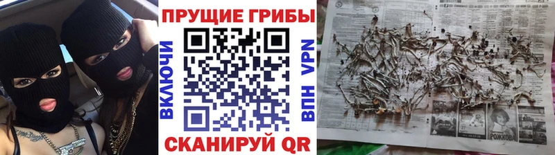 ссылка на мегу зеркало  Ардон  Галлюциногенные грибы Psilocybine cubensis  закладка 